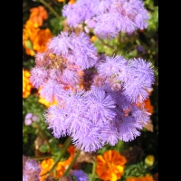 Ageratum mexicanum cv Horizon bleu (fam. Composees) (2)